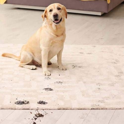 Pet Stain Odor Removal Service